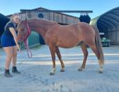 Ponette pouliche PFS sport