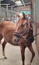 Ponette pouliche PFS sport