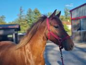 Ponette pouliche PFS sport