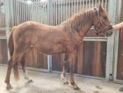 Ponette pouliche PFS sport