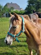 Ponette poney PFS 1 an