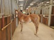 Ponette poney PFS 1 an