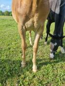 Ponette poney PFS 1 an