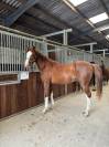 PFS hongre poulain sport