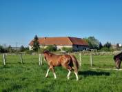 PFS hongre poulain sport