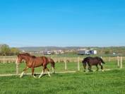 PFS hongre poulain sport