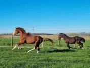 PFS hongre poulain sport