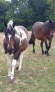 2 JUMENTS DE MEDIATION EQUINE A DONNER