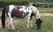 2 JUMENTS DE MEDIATION EQUINE A DONNER