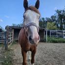 Poulain paint/Quarter Horse 