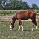 Poulain paint/Quarter Horse 