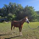 Poulain paint/Quarter Horse 