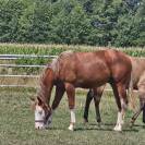 Poulain paint/Quarter Horse 