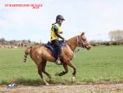 PONEY B