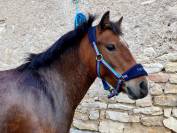 Ponette 9ans poulini&egrave;re pleine (d&eacute;bourr&eacute;e)