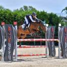 Pony da salto irlandese 14 y.o