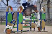 Pony da salto irlandese 14 y.o