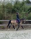 Tr&egrave;s jolie ponette de 11 ans - 146cm