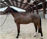 Hongre - BWP - 13 ans