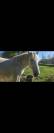 PERCHERON 
