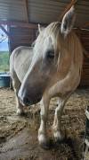 PERCHERON 
