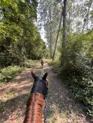 Demi Pension Cheval