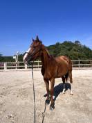 Demi Pension Cheval