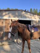 Demi Pension Cheval