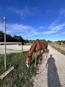 Demi Pension Cheval