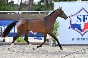 jument SF de 3 ans