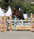 Hongre 6ans kannan le tot de semilly