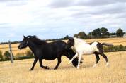 Yegua de ganader&iacute;a Shetland En venta 2018 Negro por Artiste de prat braz