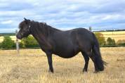 Yegua de ganader&iacute;a Shetland En venta 2018 Negro por Artiste de prat braz