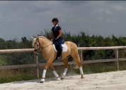 Superbe hongre 