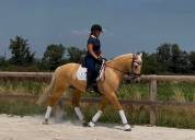 Superbe hongre 