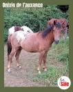 Onixio de L'Auxance PFS 2 ans