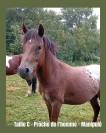 Onixio de L'Auxance PFS 2 ans