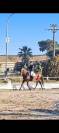 JANGO &ndash; PRE PLEIN PAPIER &ndash; 7 ANS &ndash; 1,65 M &ndash; DRESSAGE AM