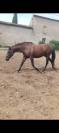 JANGO &ndash; PRE PLEIN PAPIER &ndash; 7 ANS &ndash; 1,65 M &ndash; DRESSAGE AM