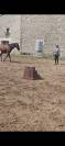 JANGO &ndash; PRE PLEIN PAPIER &ndash; 7 ANS &ndash; 1,65 M &ndash; DRESSAGE AM