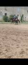 JANGO &ndash; PRE PLEIN PAPIER &ndash; 7 ANS &ndash; 1,65 M &ndash; DRESSAGE AM