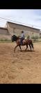 JANGO &ndash; PRE PLEIN PAPIER &ndash; 7 ANS &ndash; 1,65 M &ndash; DRESSAGE AM