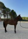 Petit cheval  polyvalent 
