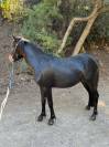 Ponette Welsh part bred 2,5ans 