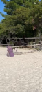 Ponette Welsh part bred 2,5ans 
