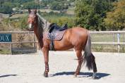 Entier - PRE - 9 ans - Dressage / Polyvalent - France