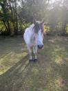 Paco pur race espagnole 