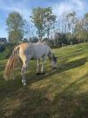 Paco pur race espagnole 