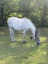 Paco pur race espagnole 