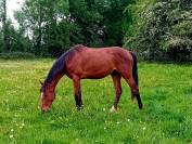 hongre 2 ans par Itoki de Riverland